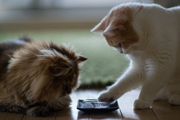 There are two cats in the photo. One touches the ice with her paw