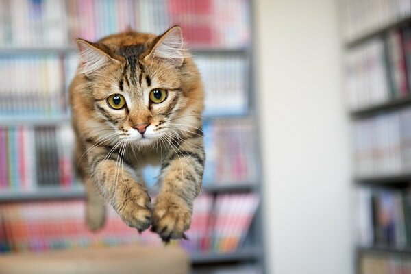 Le chat fait un beau saut