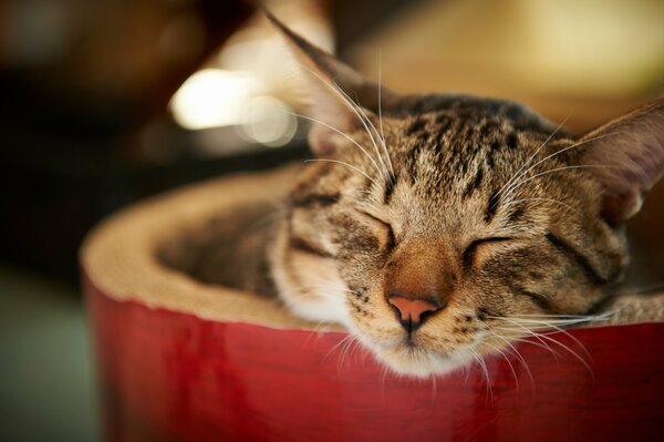 Striped cat sleeps in a bowl