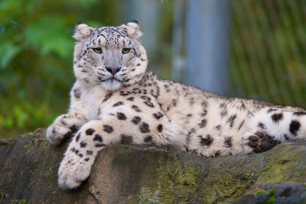 Leopardo delle nevi che riposa su una roccia