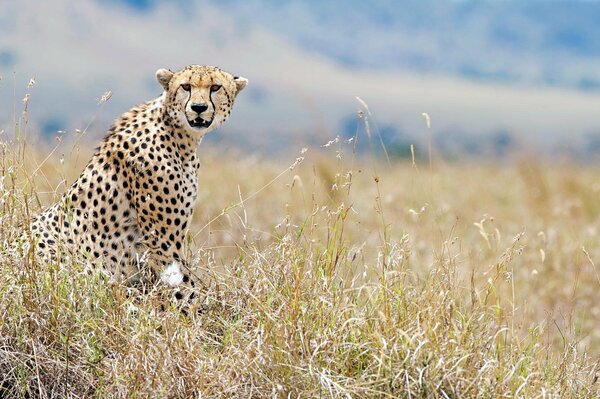 Ausgewachsener Gepard in freier Wildbahn