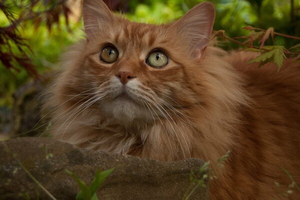 Pelzige rothaarige Katze in der Natur