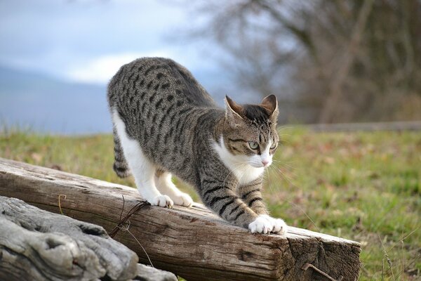 A cat on a shelf in cloudy weather