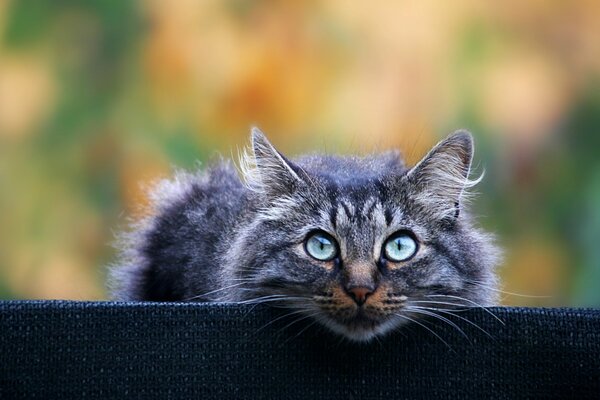 Graue flauschige Katze mit blauen Augen