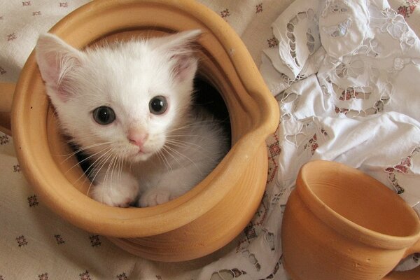 Chaton blanc a grimpé dans la cruche