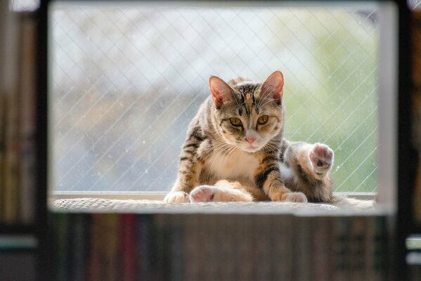 Gato rayado sentado en la ventana