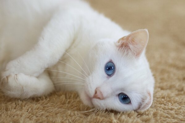 White cat with blue eyes