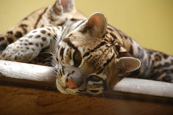 Gato lindo salvaje descansa