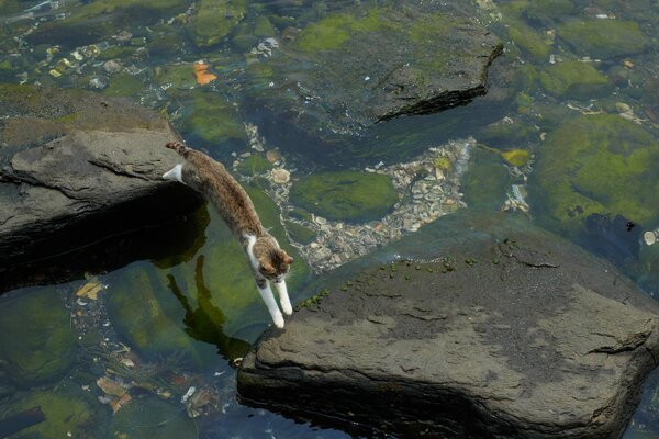 Cat jumps over big rocks