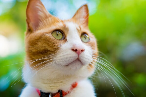 Ojos verdes de gato rojo