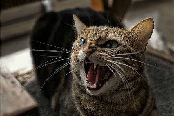 The snarl of the teeth of an angry cat