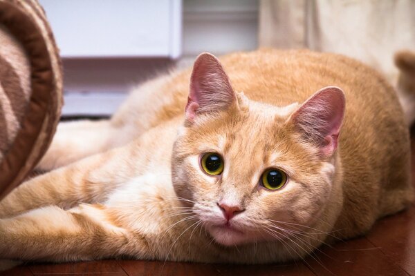 A cute cat with dilated pupils lies and looks at the viewer