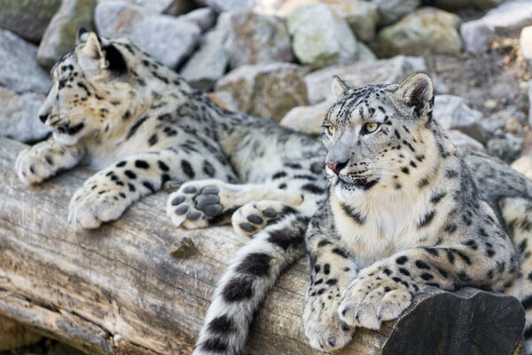 A married couple of snow leopards