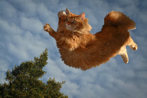 Parkour félin du chat roux