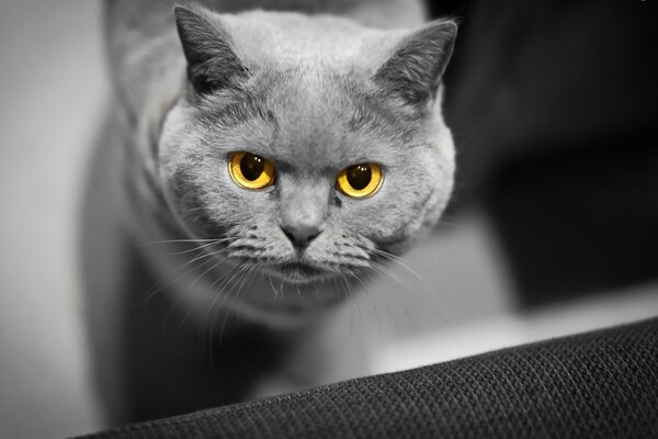 Grey muzzled cat with yellow eyes