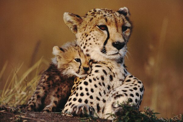 Maman guépard avec bébé guépard