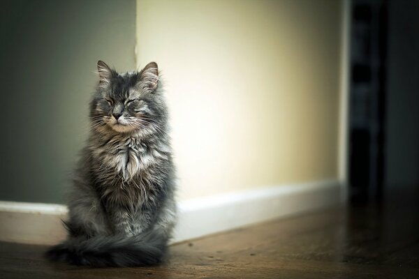 Chat assis et plissant les yeux contre le mur