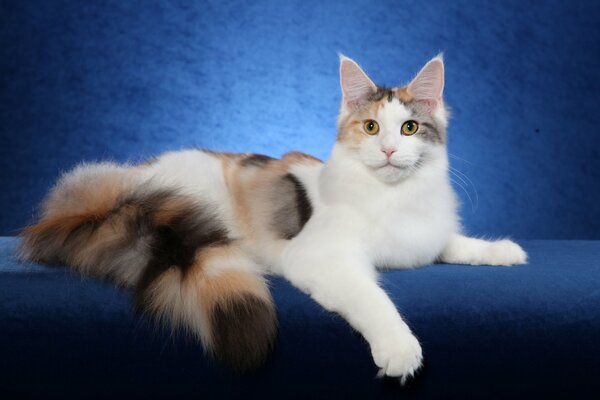 Maine Coon cat on a full-screen background