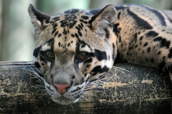 Leopardo si trova a testa in giù su un albero sdraiato