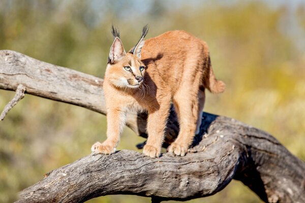 Le Lynx gracieux se prépare à sauter