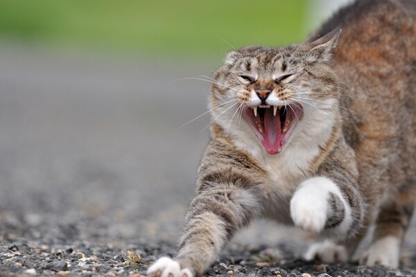 Gato peludo hace sorbos