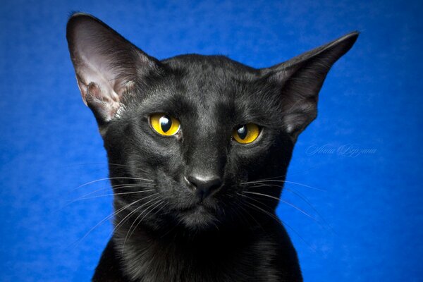 Retrato de un gato Oriental negro con ojos amarillos