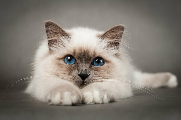 Beige Katze mit blauen Augen