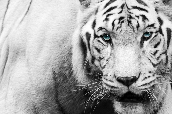 A black and white tiger with blue eyes looks