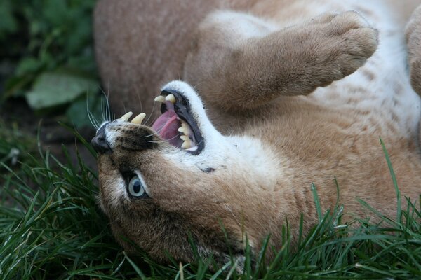 Lynx des steppes avec la bouche ouverte et les crocs se trouve sur l herbe