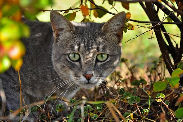 Un gato gris con ojos verdes se asoma por debajo de un arbusto