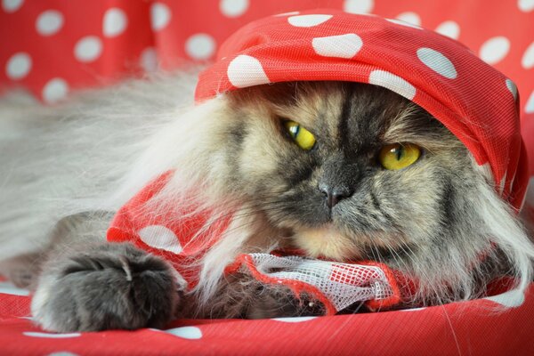 Eine Katze mit gelben Augen ist in eine rote Bettdecke in weiße Erbsen gewickelt