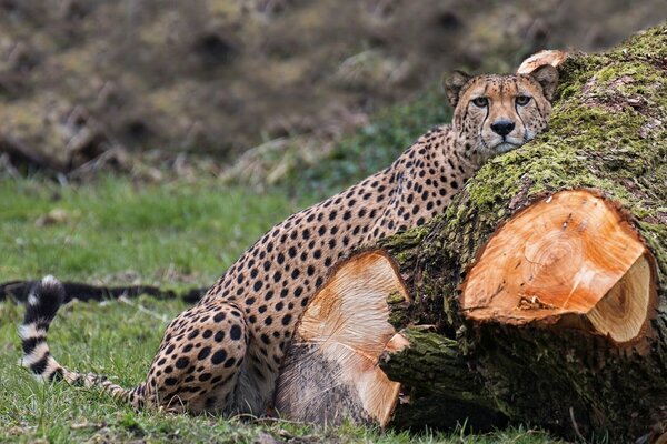 Gepard. Żbik-najszybszy drapieżnik