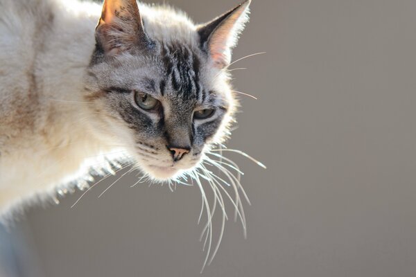 Le chat a l air très arrogant