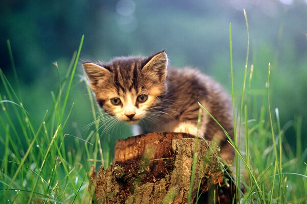 A kitten around the grass on a stump