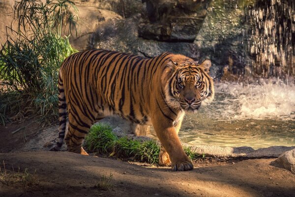 A powerful tiger walks by the water