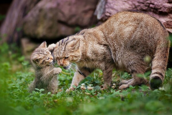 Gatito jugando con mamá gato