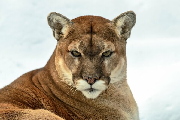 Der Blick einer Raubtier-Wildkatze