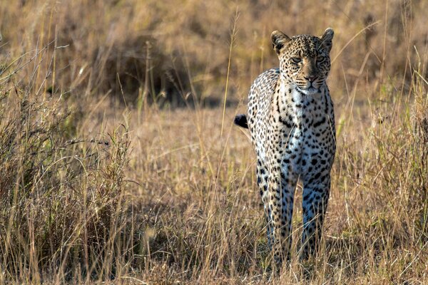 The leopard lives in Africa in the savannah