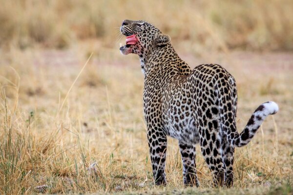 Hermoso leopardo en la naturaleza