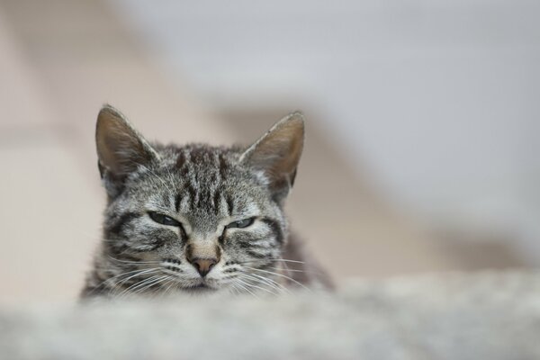 The predatory gaze of a striped gray cat