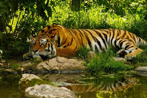 Ruhe des Tigers auf dem Rasen