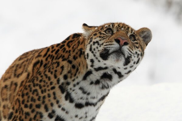 Jaguar regarder comme la neige tombe sur son museau