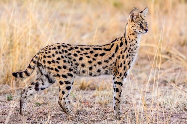 The natural grace of a wild serval