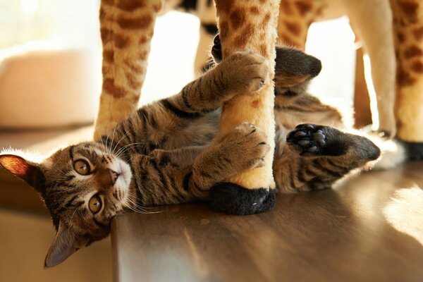 A kitten is playing with a plush toy