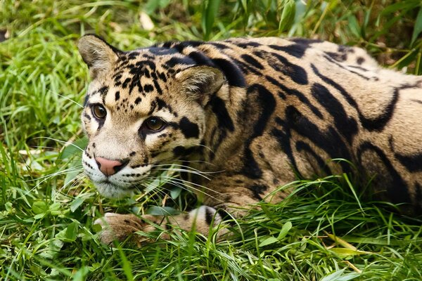 Smoky leopard resting in the green grass