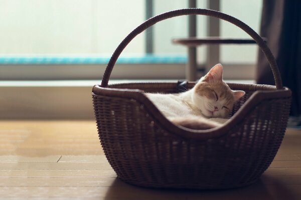 Cute cat sleeping in a basket