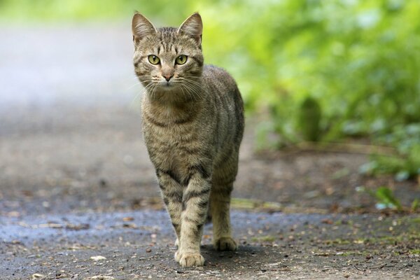 Chat rayé à la recherche d un regard prédateur