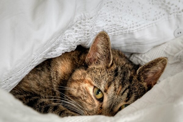 The cat is basking in a white bed