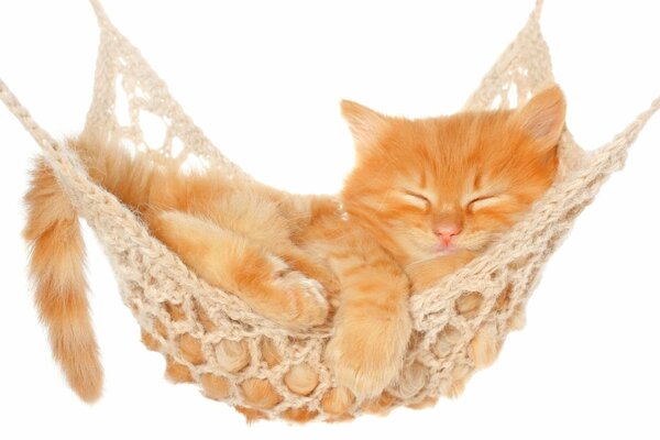 Ginger cat sleeping in a hammock on a white background