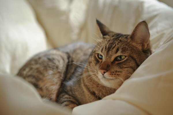 Hermoso gato descansando en la cama